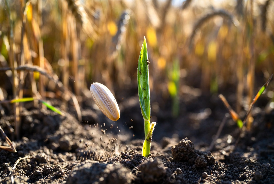 Grain of Wheat Must Die